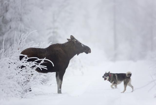 Hirvi ja koira lumisessa metsässä