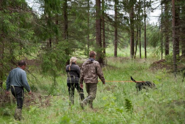 Jäljestävä seurue metsässä