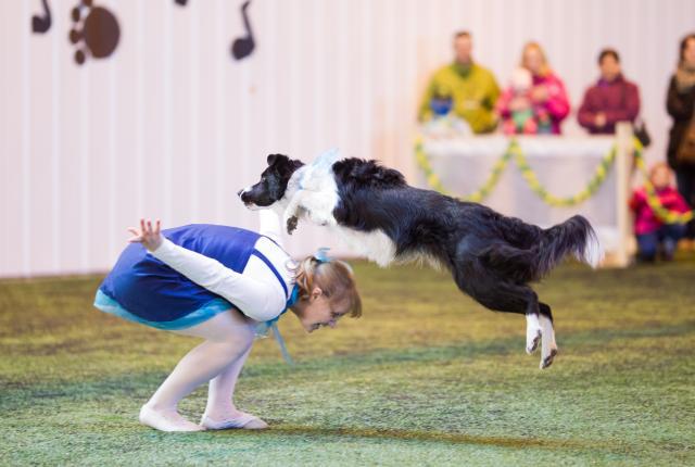 Bordercollie koiratanssimassa