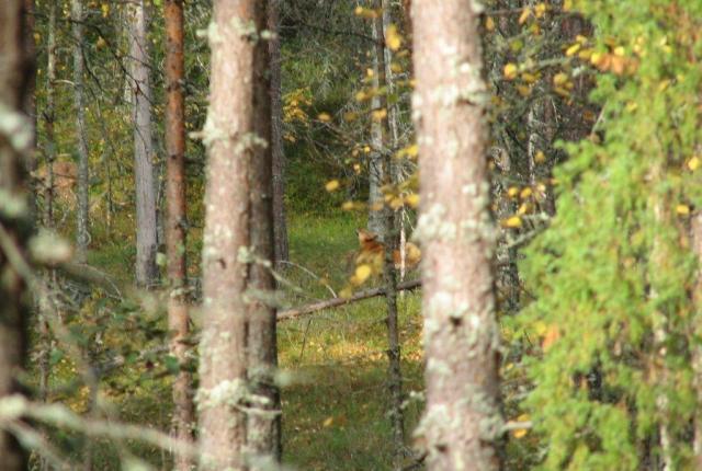 Suomenpystykorva haukkuu lintua metsässä