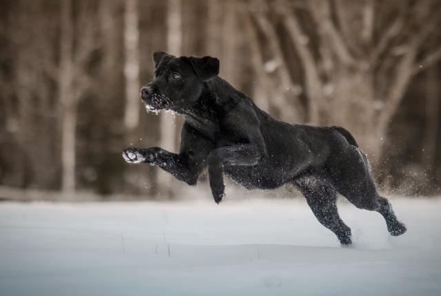 Labradorinnoutaja hyppää lumessa_Ida Lehtonen_1440 x 960