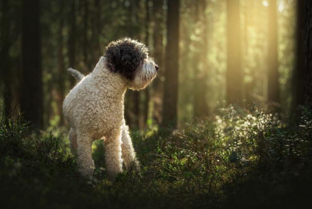 Lagotto_Paula Grekelä_1440 x 960