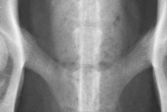 Röntgenkuva koiran lonkista