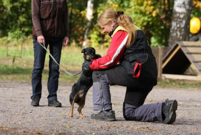 Koira tervehtii vastaantulijaa ulkoilun aikana