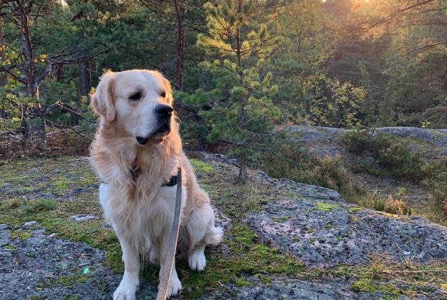 Sankarikoira Niilo, kuvaaja Marika Tyry