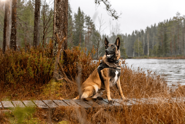 Vuoden rajakoira 2025 Peetu