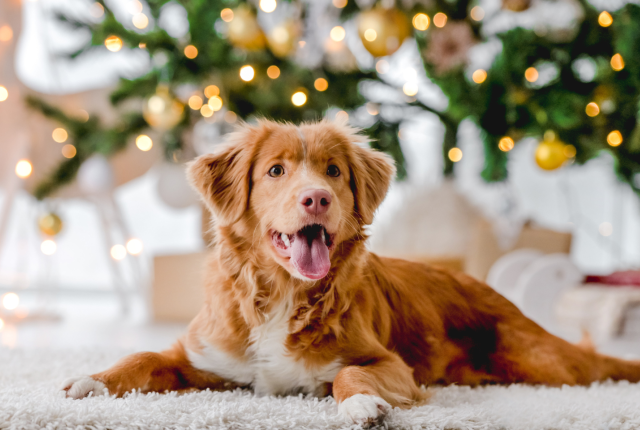 Koira jouluna
