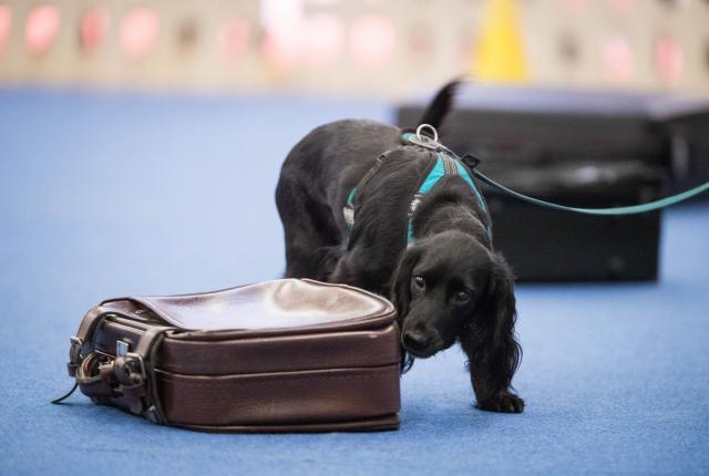 koira haistelee matkalaukkua Koiramessujen tapahtumakehässä