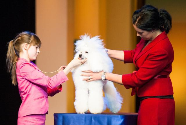 Tyttö ja valkoinen villakoira junior handler -näyttelyssä