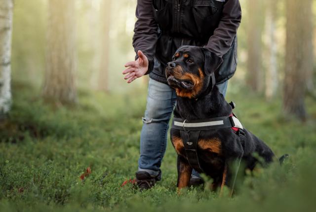 Pelastuskoirakokeet rottweiler