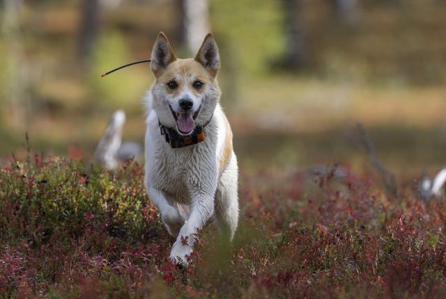 Pohjanpystykorva juoksee syksyisessä metsässä tutkapanta kaulassaan.