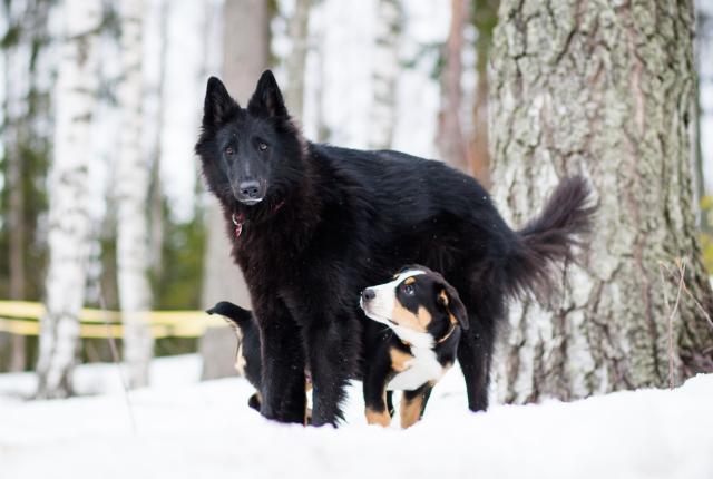 Kaksi koiraa lumisessa maisemassa