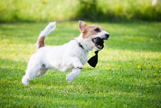 Koira juoksemassa niityllä lelu suussa