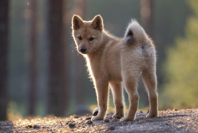 suomenpystykorvapentu