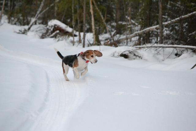 Beagle jäniksen ajossa