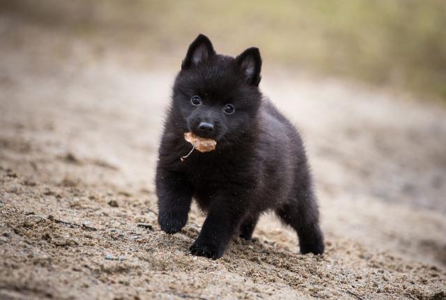 Schipperkepentu kantaa lehteä suussa