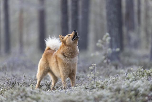 Suomenpystykorva haukkuu ylös puuhun huurteisessa metsässä