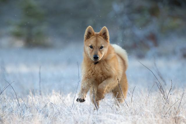 SuomenpystykorvanpentuUrho_Hannu Huttu