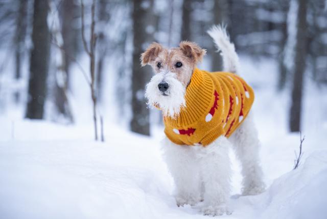 Terrieri talvella_1440 x 960_Ida Lehtonen