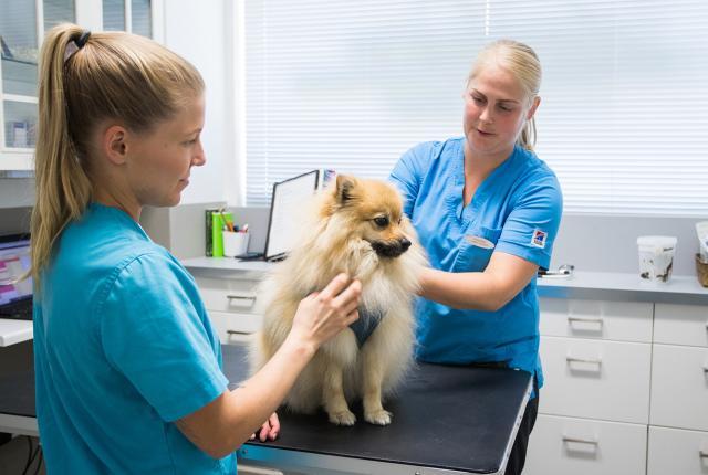 Vaaleankellertävä saksanpystykorva istuu eläinlääkärin tutkimuspöydällä. Eläinlääkäri ja eläinhoitaja silittävät koiraa ja ovat aloittamassa koiran tutkimista.
