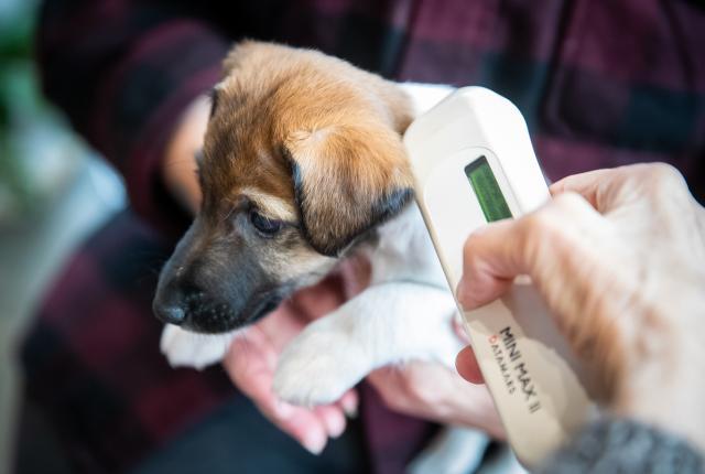 Jackrusselinterrierin pentu sylissä, tunnistusmerkitsijä tarkistaa sirunlukulaitteella pennun kaulalta että mikrosiru toimii.