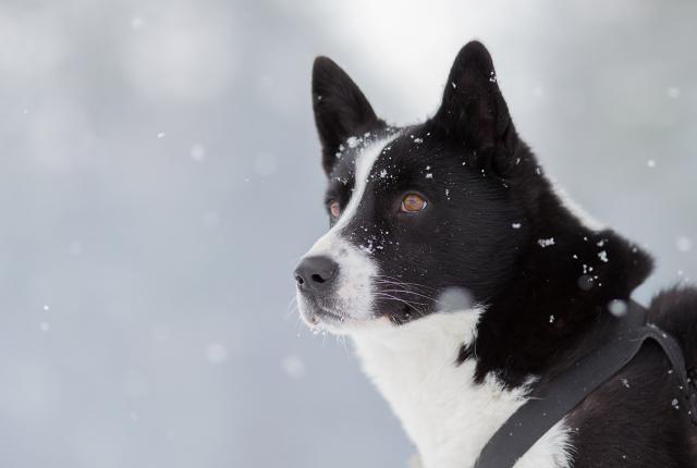 Karjalankarhukoira_1440 x 960_Vesa Seppänen