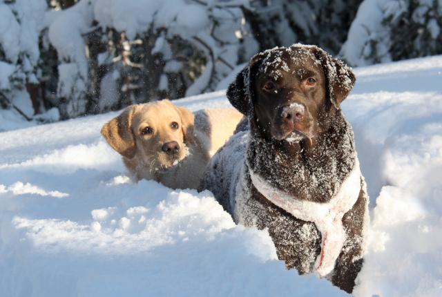 Labradorinnoutajat leikkivät lumessa