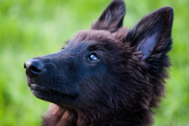 belgianpaimenkoiran pentu