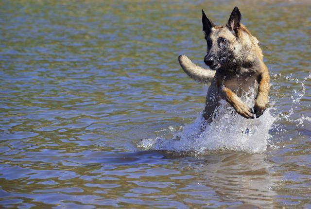 Belgianpaimenkoira malinois