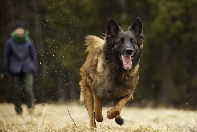 Belgian tervueren