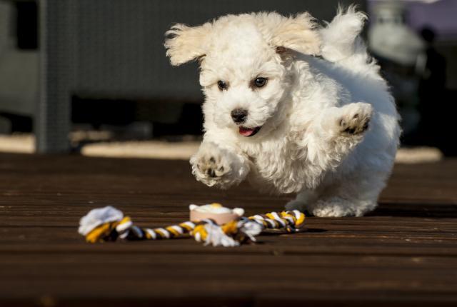 Bichon frisé pentu leikkimässä