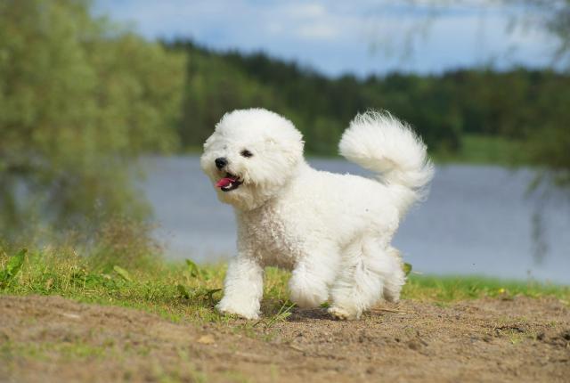 Bichon frise rannalla