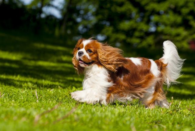 Cavalier kingcharlesinspanieli_Aino Pikkusaari