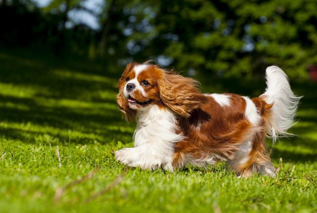 Cavalier kingcharlesinspanieli_1440 x 960_Aino Pikkusaari