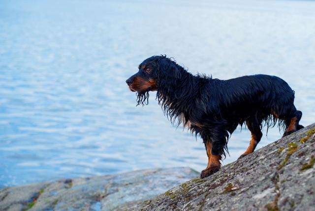 Cockeri veden äärellä