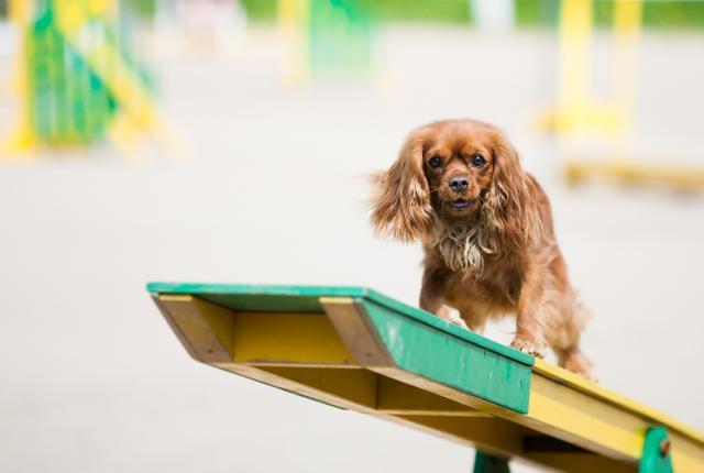 Cavalier king charlesinspanieli esteellä