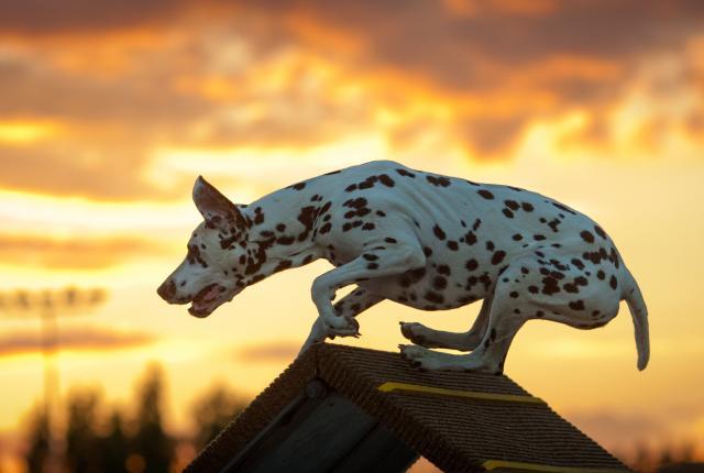 Kuva dalmatialaisesta ylittämässä estettä auringon laskiessa