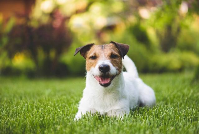 jackrussellinterrieri nurmikolla