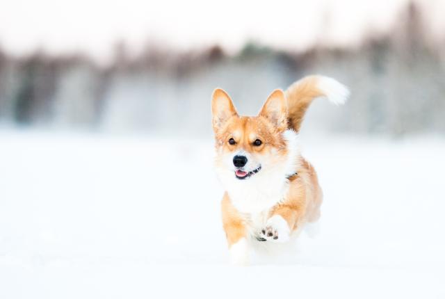 corgi