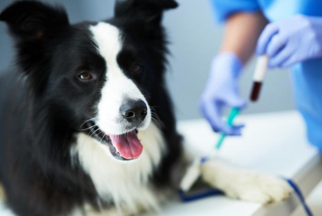 Bordercollie eläinlääkärin tutkimuspöydällä, eläinlääkärin tai -hoitajan asuun pukeutunut henkilö ottaa sen toisesta tassusta verinäytettä koeputkeen.
