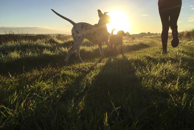 Suomen Kennelliitto on palkinnut Dalmatiankoirat – Dalmatierna ry:n, Kultainen Rengas - Golden Ring GR ry:n ja Suomen Lancashire Heeler -yhdistys ry:n Koiranpäivänä vaikuttavasta työstä rotujensa terveyden edistämiseksi.