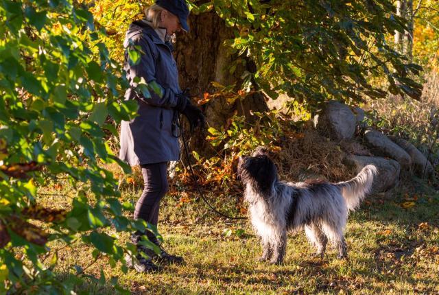 Nainen ja koira ulkoilemassa syyssäässä