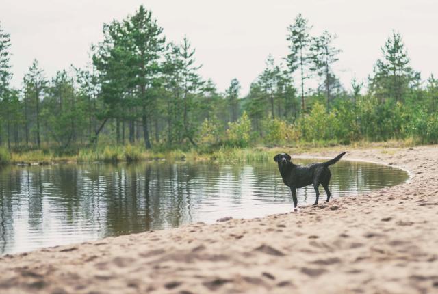 Labradorinnoutaja järvellä