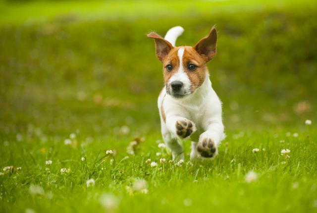 Jackrussell juoksee nurmikolla