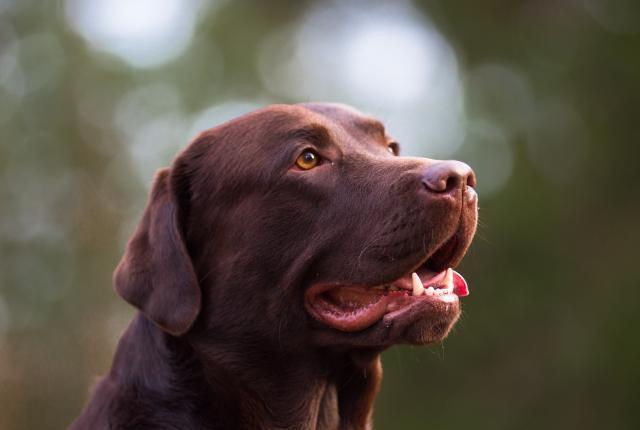 Labradorinnoutaja ulkona syksyllä 