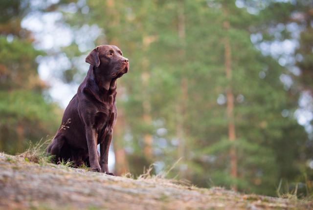 Labradorinnoutaja