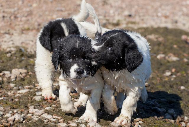 landseer pennut kuvaaja Aino Pikkusaari