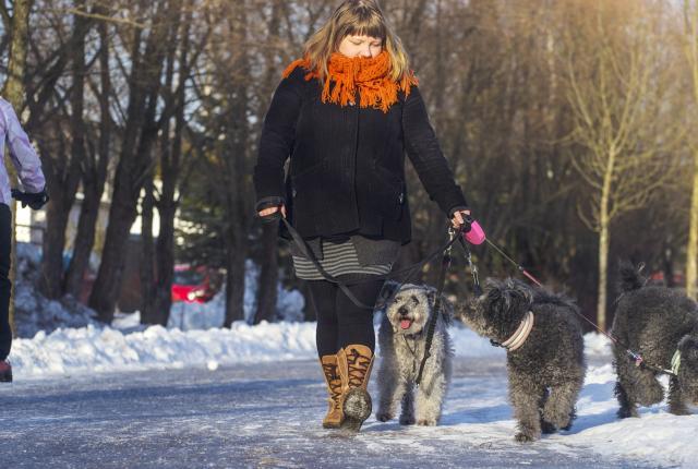 Koirat ohittaa pyörän