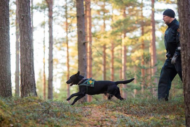 Rajakoira metsässä.