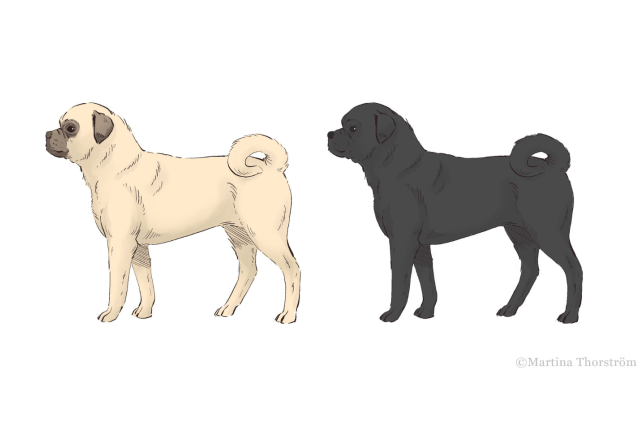 Visio mopsista_1440 x 960_Matrina Thorström